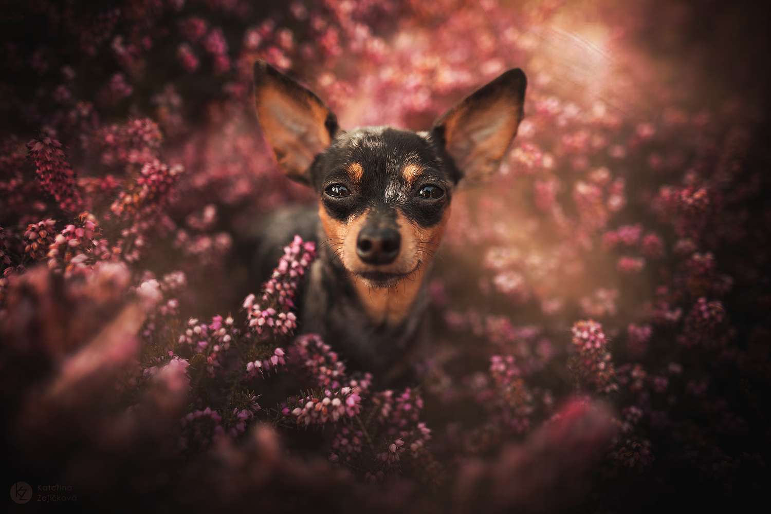 Na této fotografii z mého portfolia je zachycen pes a květiny.
