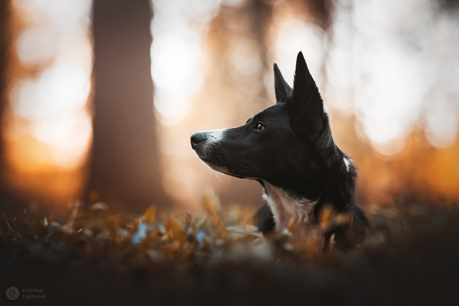 Na této fotografii z mého portfolia je zachycen pes v lese.