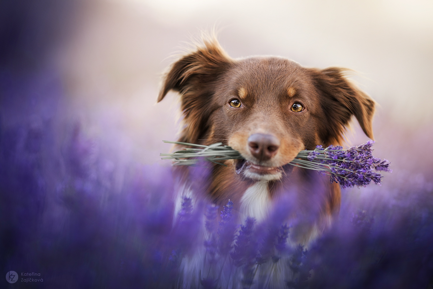 Na této fotografii z mého portfolia je zachycen pes a květiny.