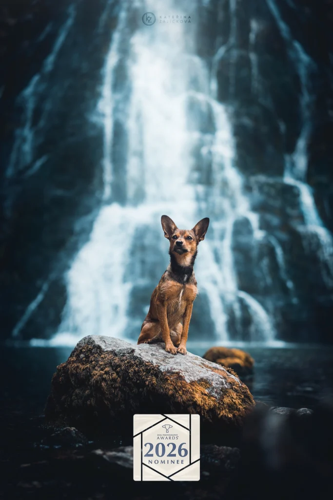 Dog Photography Awards Nominee 2026