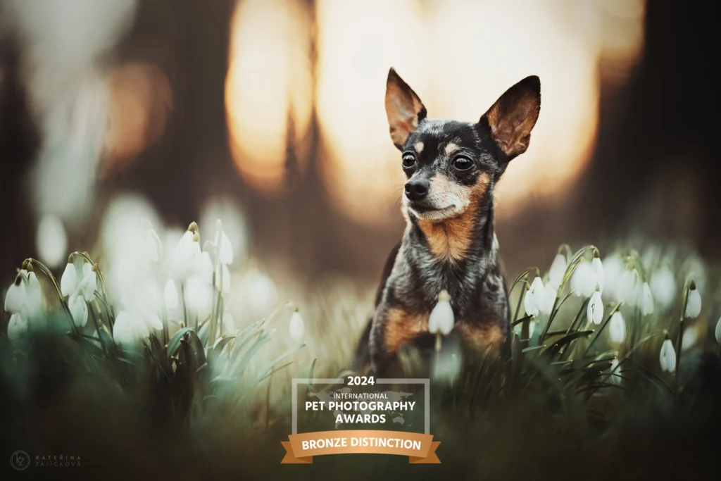 International Pet Photography Award 2024 Portrait 1