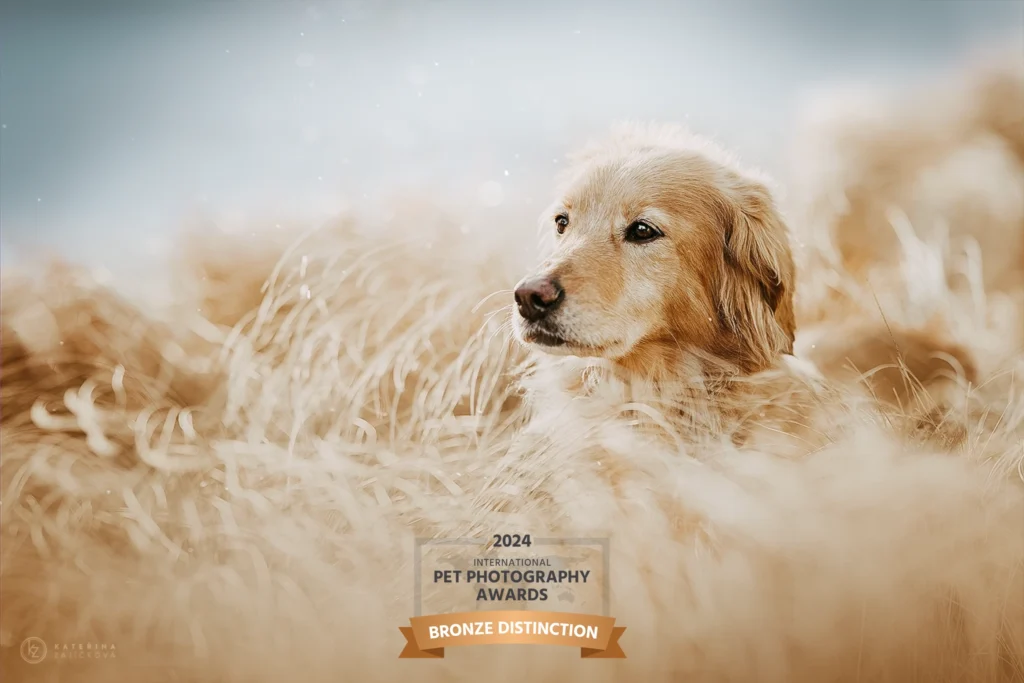 International Pet Photography Award 2024 Portrait 2